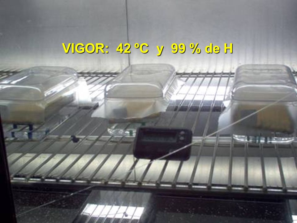 VIGOR: 42 ºC y 99 % de H