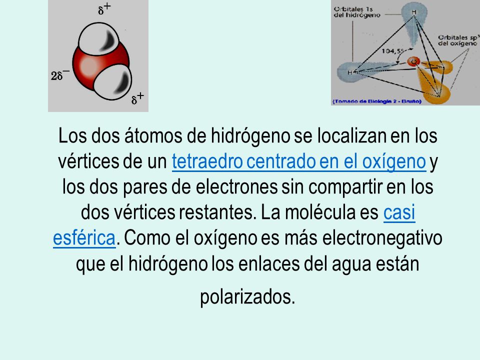 Los dos átomos de hidrógeno se localizan en los vértices de un tetraedro centrado en el oxígeno y los dos pares de electrones sin compartir en los dos vértices restantes.