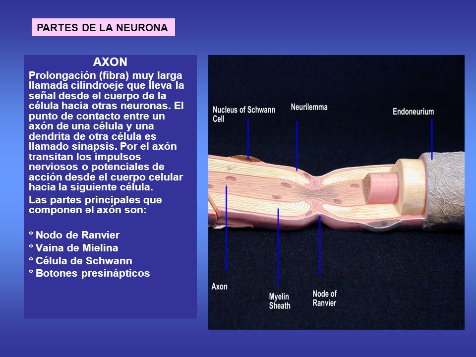 AXON PARTES DE LA NEURONA
