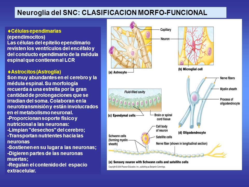Neuroglia del SNC: CLASIFICACION MORFO-FUNCIONAL