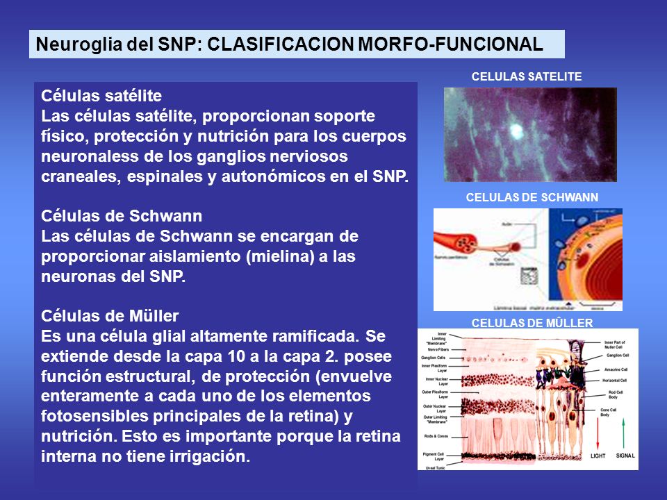 Neuroglia del SNP: CLASIFICACION MORFO-FUNCIONAL