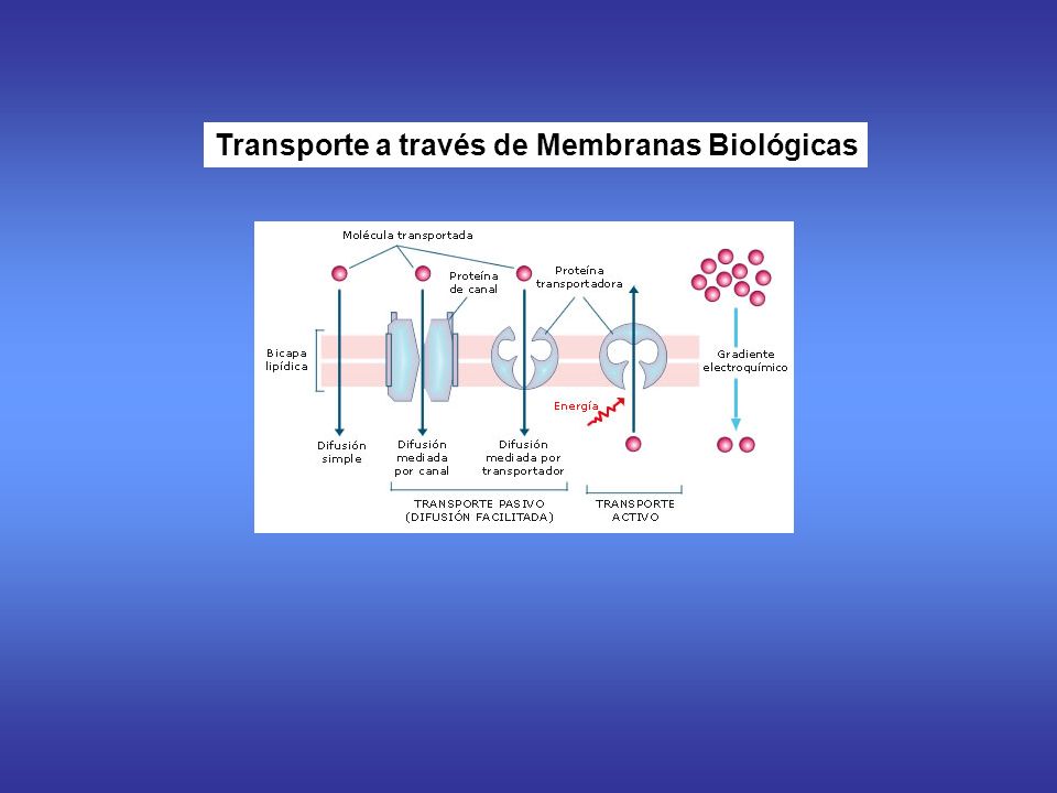 Transporte a través de Membranas Biológicas