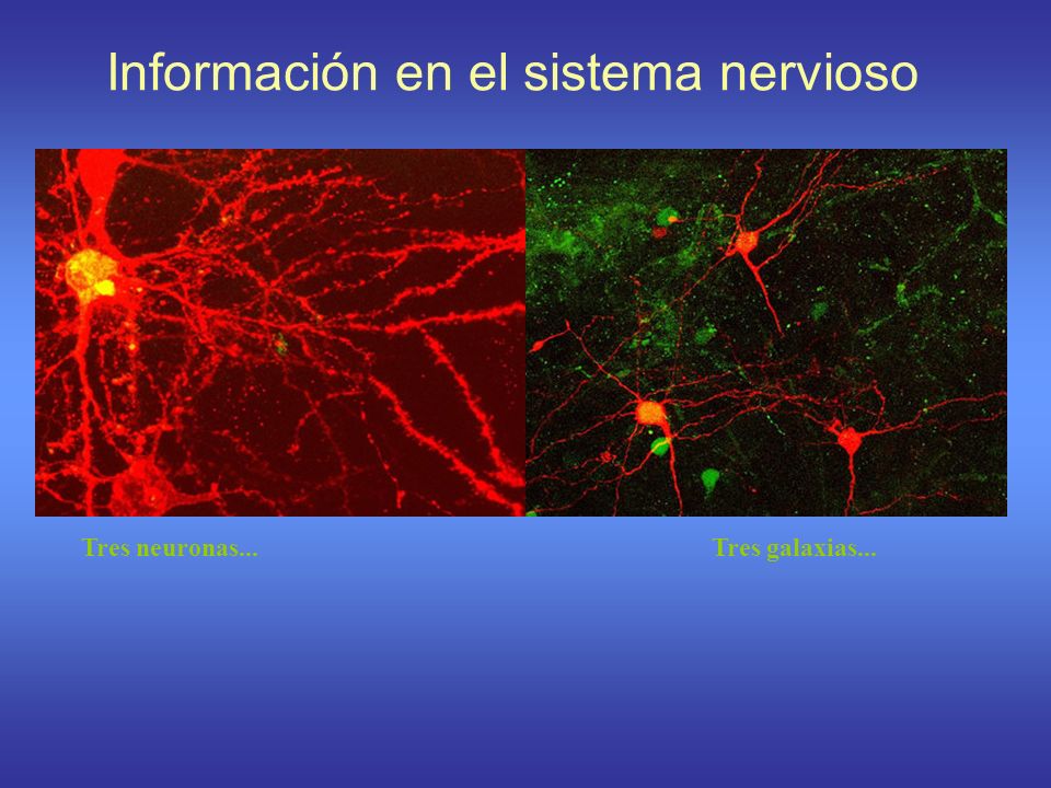 Información en el sistema nervioso