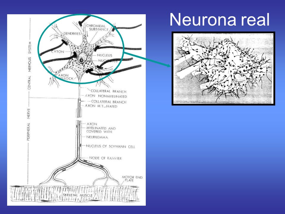 Neurona real