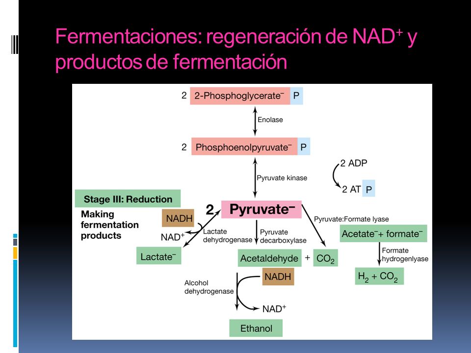 Fermentaciones: regeneración de NAD+ y productos de fermentación