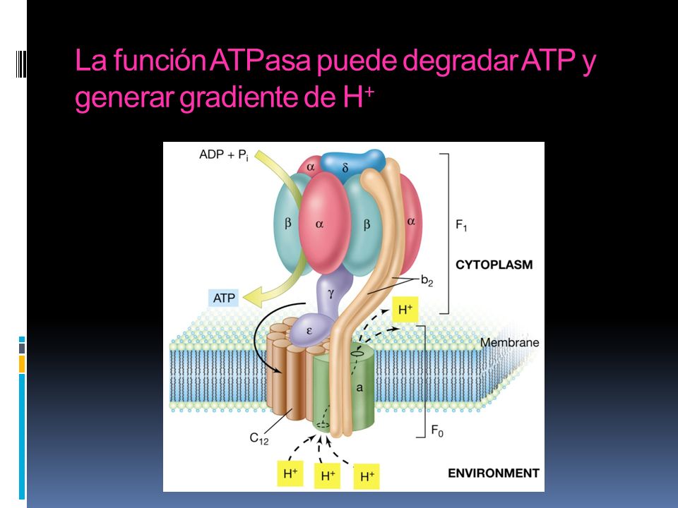 La función ATPasa puede degradar ATP y generar gradiente de H+