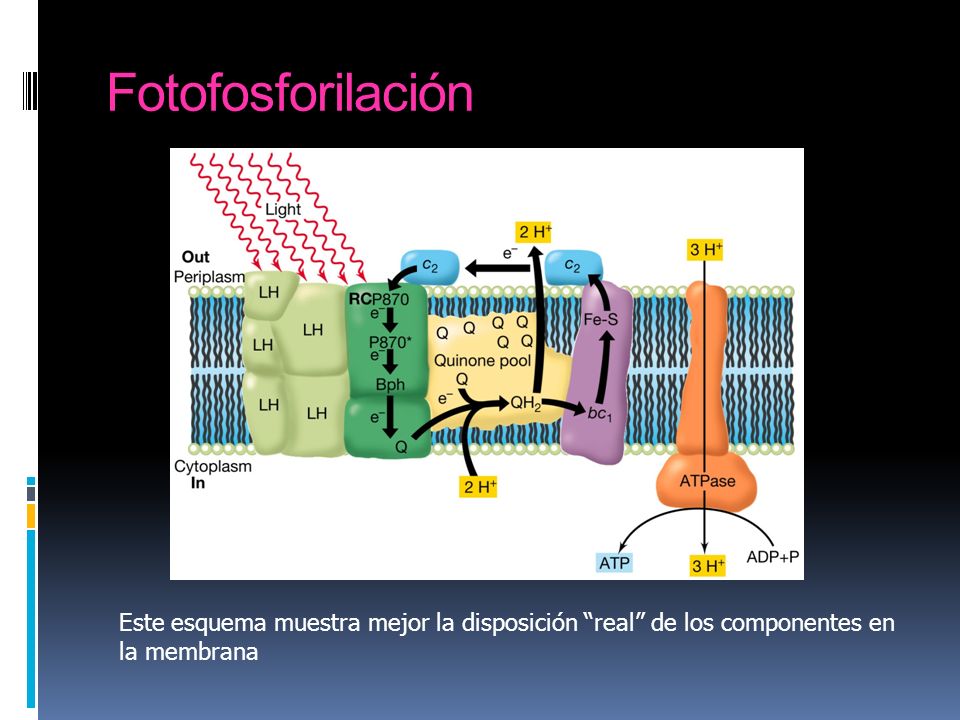Fotofosforilación Esquema de la fotofosforilación acíclica en una bacteria anoxigénica.