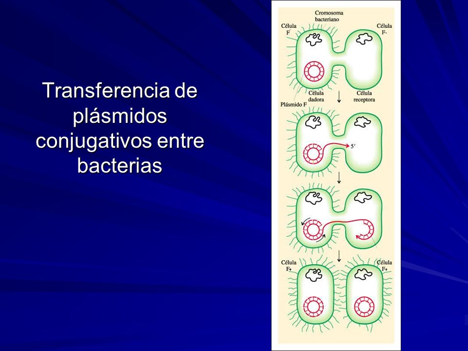 Transferencia de plásmidos conjugativos entre bacterias