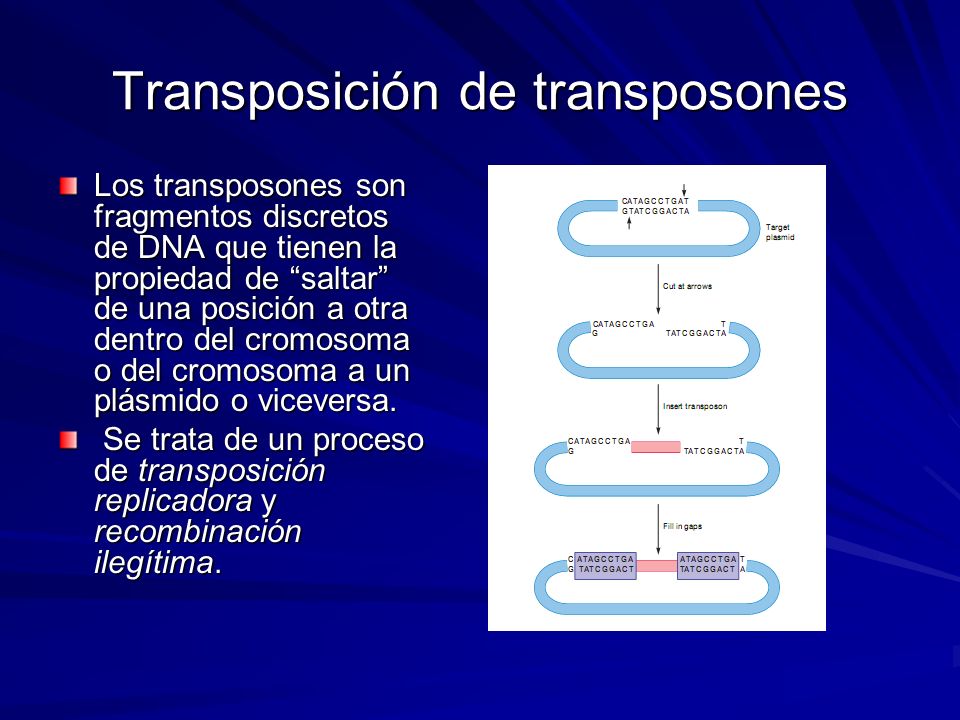 Transposición de transposones