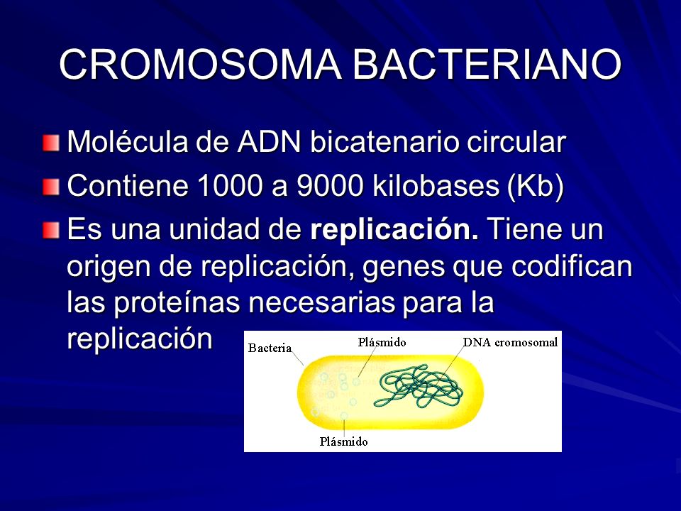 CROMOSOMA BACTERIANO Molécula de ADN bicatenario circular