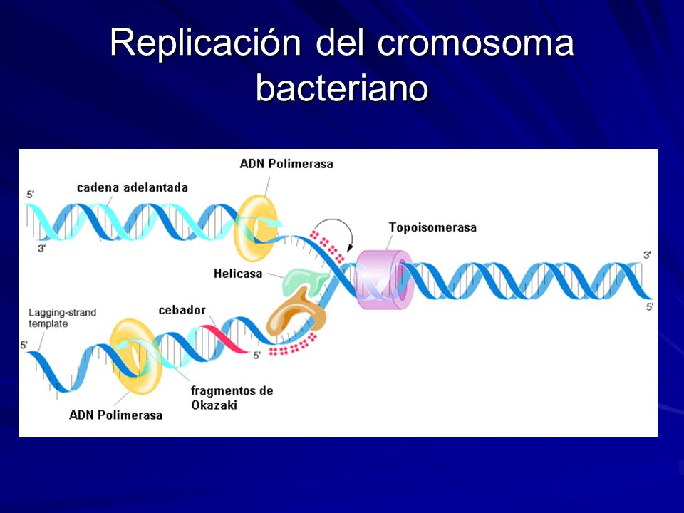 Replicación del cromosoma bacteriano