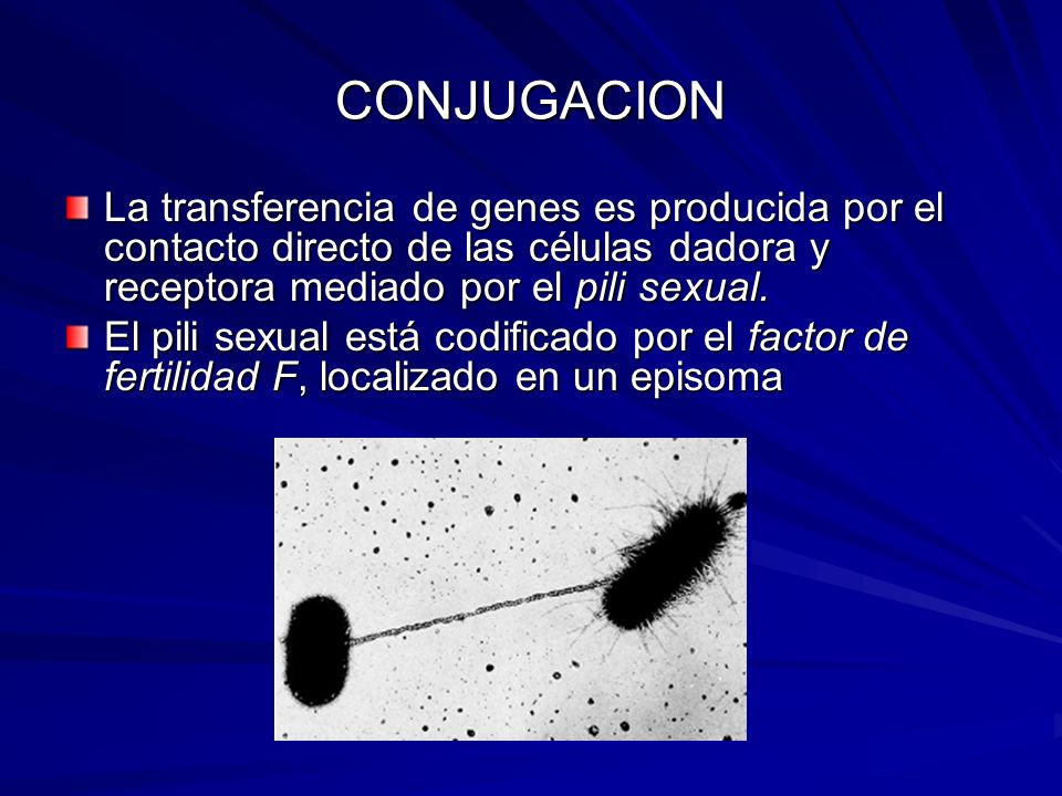 CONJUGACION La transferencia de genes es producida por el contacto directo de las células dadora y receptora mediado por el pili sexual.