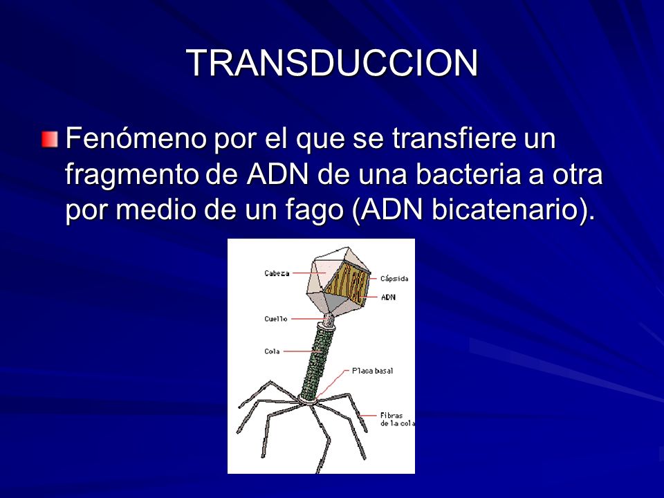 TRANSDUCCION Fenómeno por el que se transfiere un fragmento de ADN de una bacteria a otra por medio de un fago (ADN bicatenario).