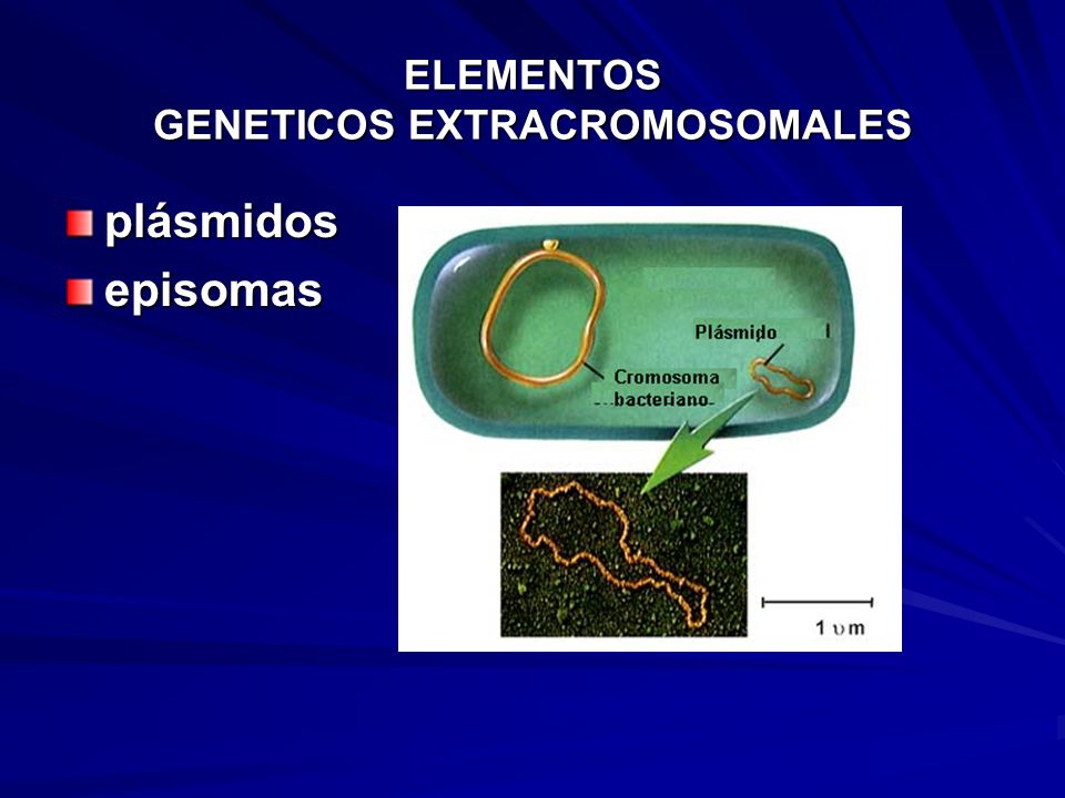 ELEMENTOS GENETICOS EXTRACROMOSOMALES