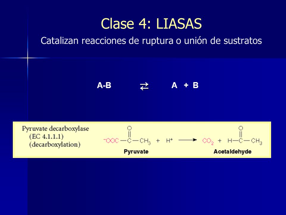 Clase 4: LIASAS Catalizan reacciones de ruptura o unión de sustratos