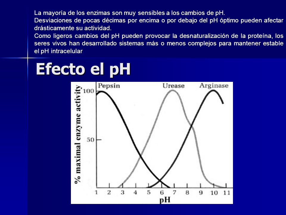 La mayoría de los enzimas son muy sensibles a los cambios de pH.