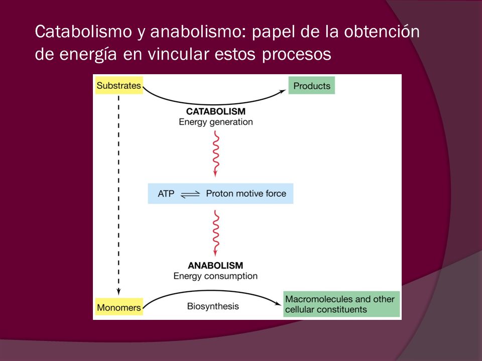Catabolismo y anabolismo: papel de la obtención de energía en vincular estos procesos