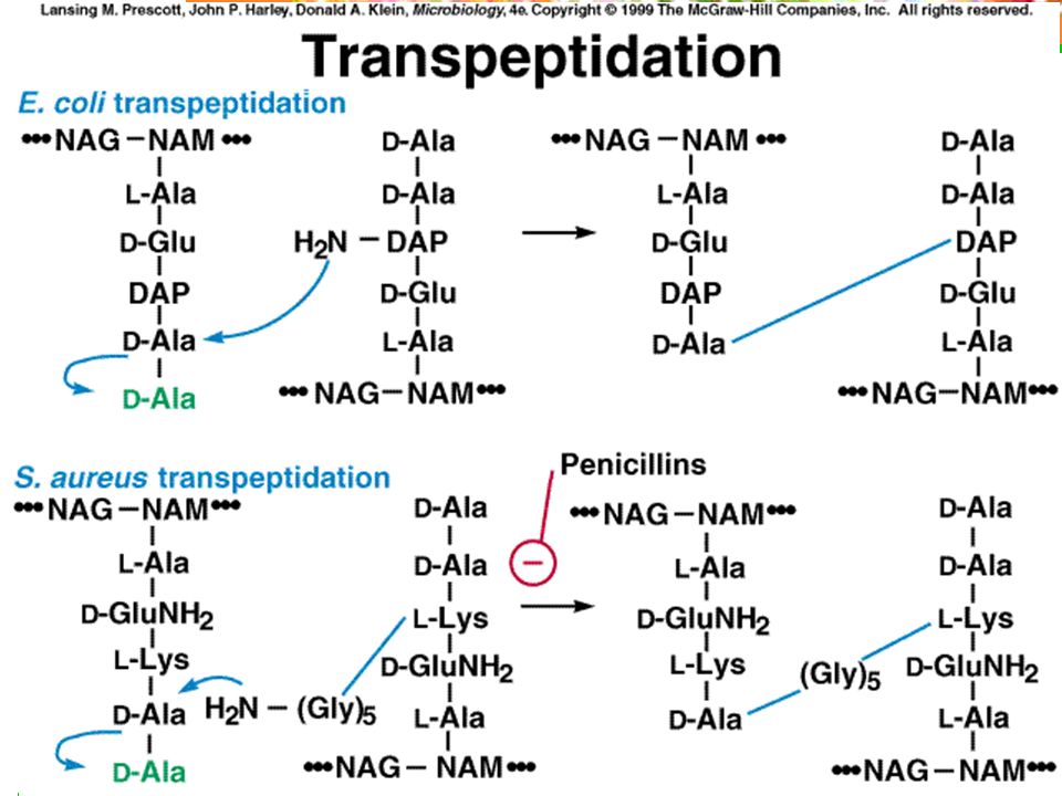 Esquema de la transpeptidación en una bacteria Gram-negativa y en otra Gram-positiva