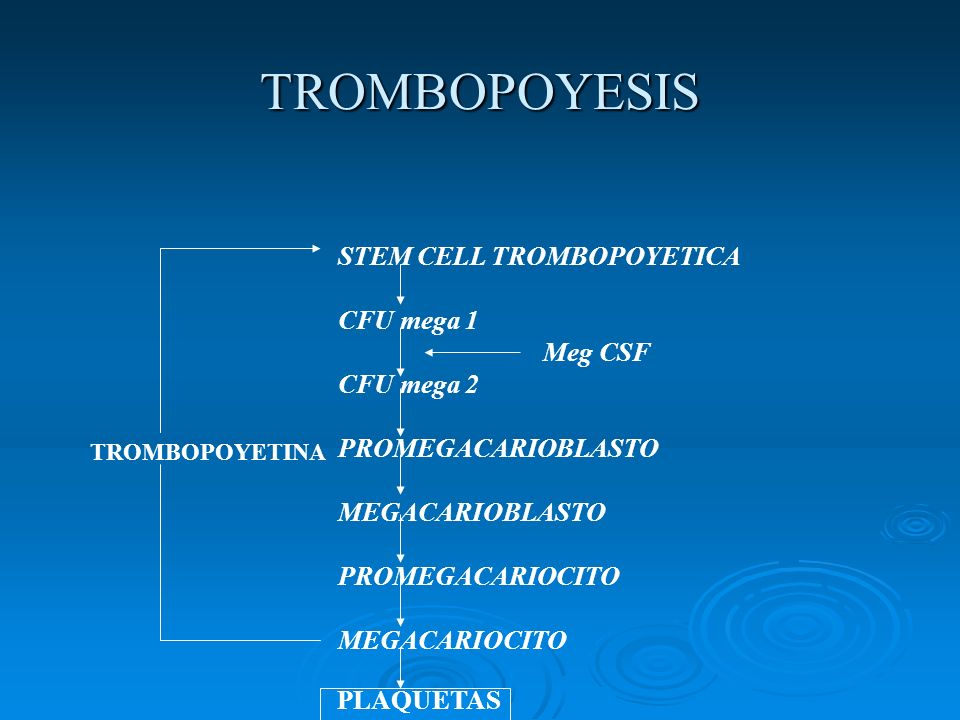 TROMBOPOYESIS STEM CELL TROMBOPOYETICA CFU mega 1 Meg CSF CFU mega 2