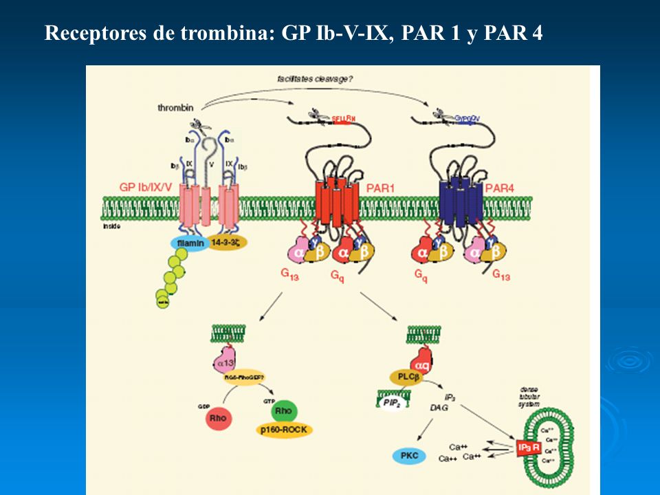 Receptores de trombina: GP Ib-V-IX, PAR 1 y PAR 4