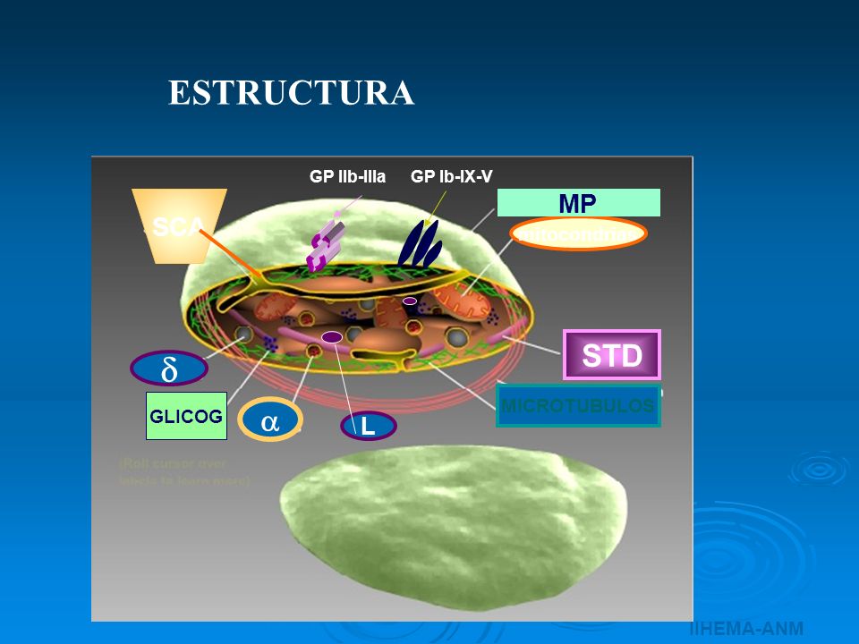 ESTRUCTURA  STD  MP SCA L mitocondrias MICROTUBULOS GLICOG