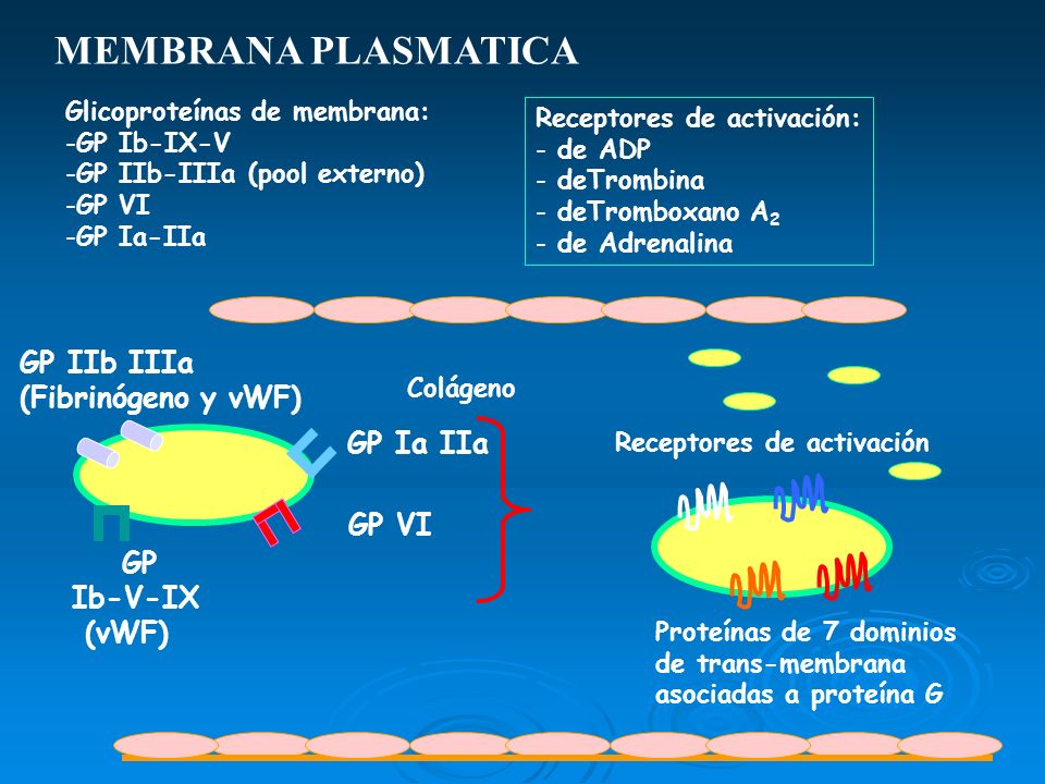 MEMBRANA PLASMATICA GP IIb IIIa (Fibrinógeno y vWF) GP Ia IIa GP VI GP