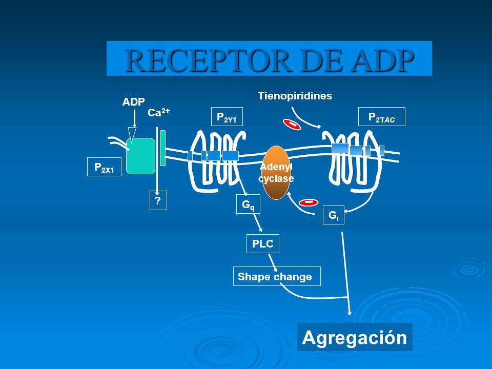 RECEPTOR DE ADP Agregación Tienopiridines ADP Ca2+ P2Y1 P2TAC P2X1