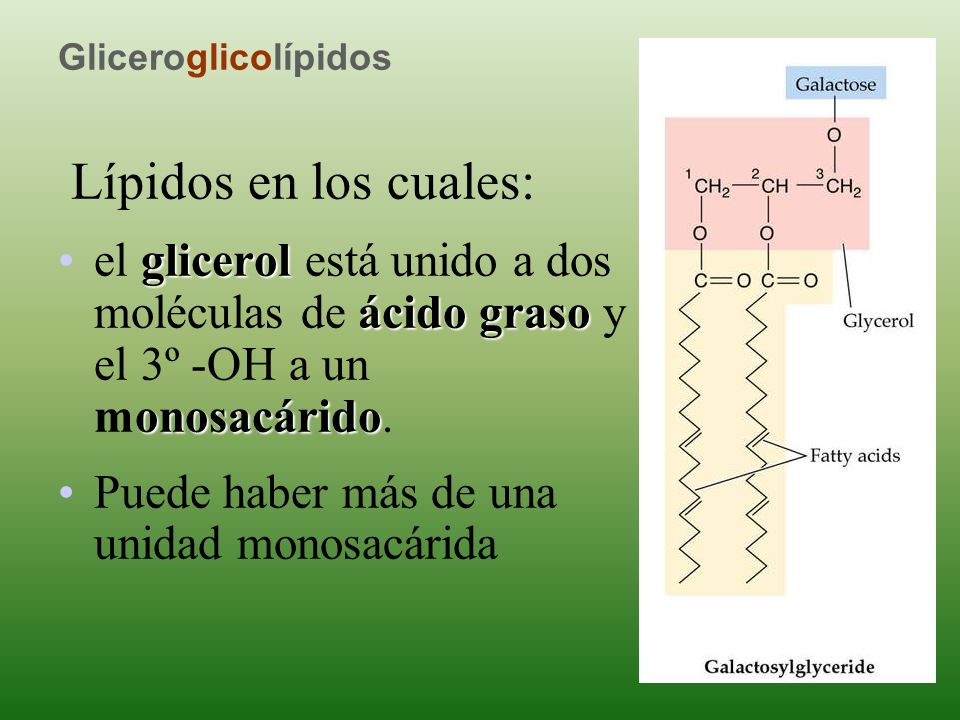 Gliceroglicolípidos Lípidos en los cuales: el glicerol está unido a dos moléculas de ácido graso y el 3º -OH a un monosacárido.