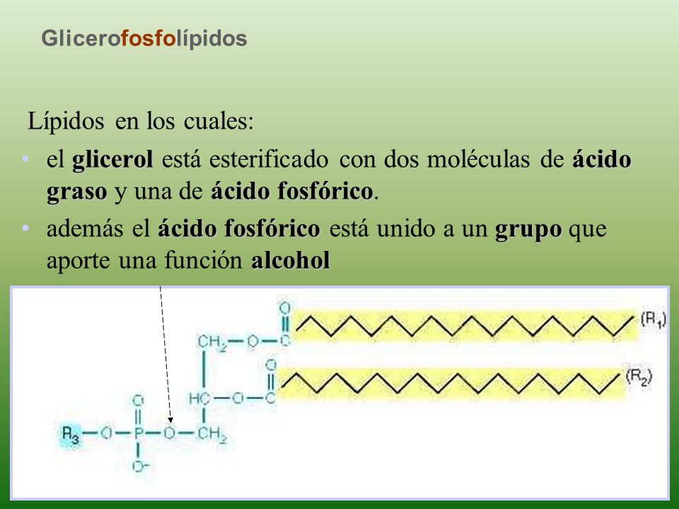 Glicerofosfolípidos Lípidos en los cuales: el glicerol está esterificado con dos moléculas de ácido graso y una de ácido fosfórico.