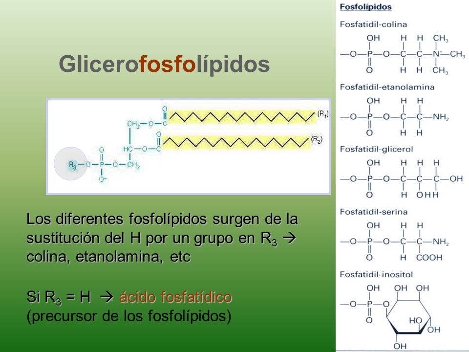 Glicerofosfolípidos Los diferentes fosfolípidos surgen de la sustitución del H por un grupo en R3  colina, etanolamina, etc.