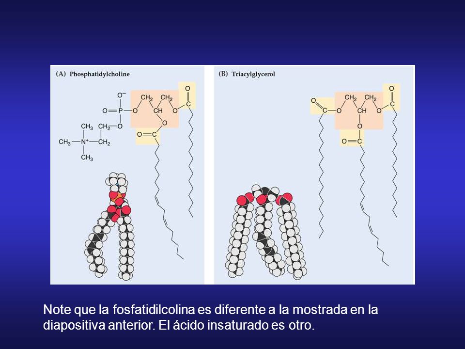 Note que la fosfatidilcolina es diferente a la mostrada en la diapositiva anterior.