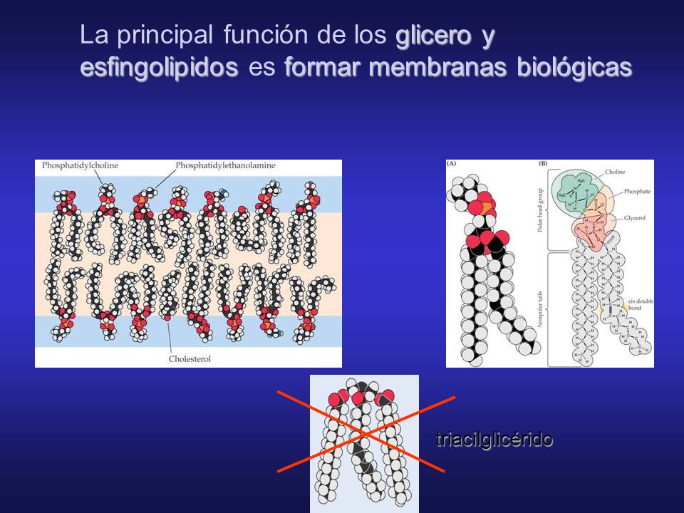 La principal función de los glicero y esfingolipidos es formar membranas biológicas
