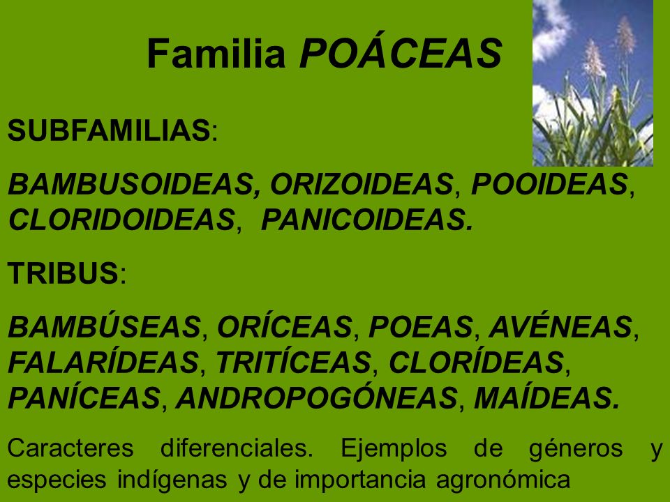 Familia POÁCEAS SUBFAMILIAS: