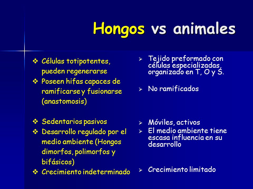 Hongos vs animales Células totipotentes, pueden regenerarse