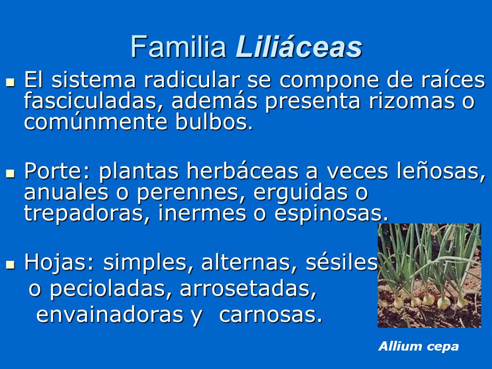Familia Liliáceas El sistema radicular se compone de raíces fasciculadas, además presenta rizomas o comúnmente bulbos.