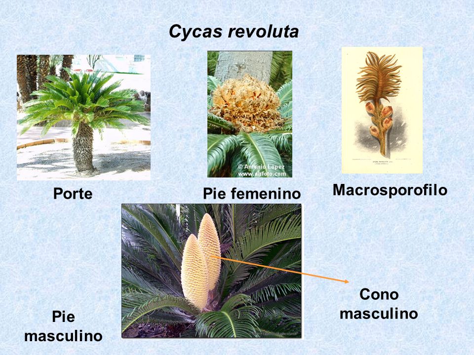 Cycas revoluta Macrosporofilo Porte Pie femenino Cono masculino