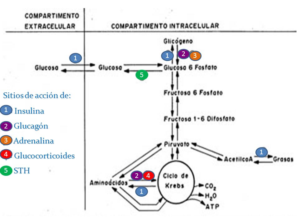 Sitios de acción de: 1 = Insulina 2= Glucagón 3= Adrenalina