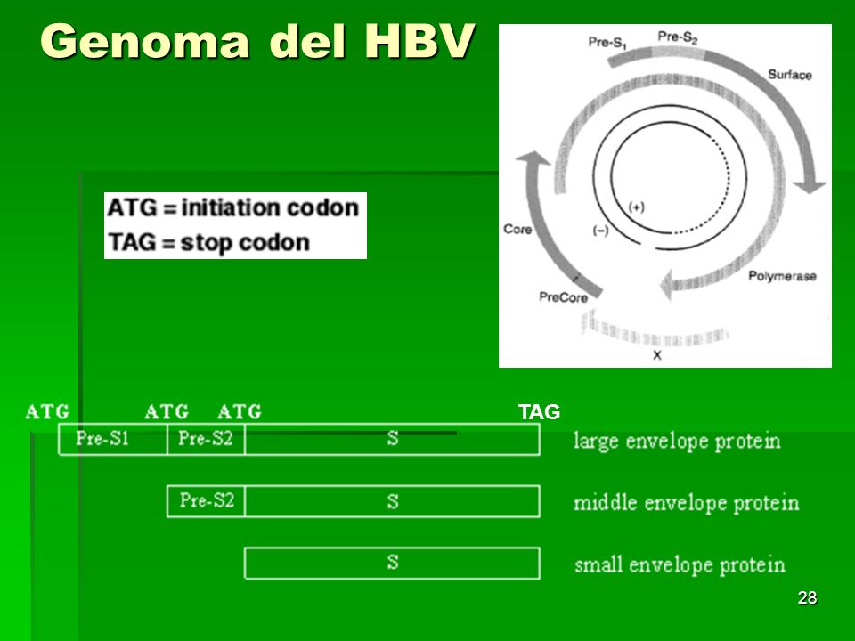 Genoma del HBV TAG