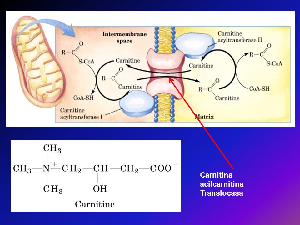 Carnitina acilcarnitina Translocasa