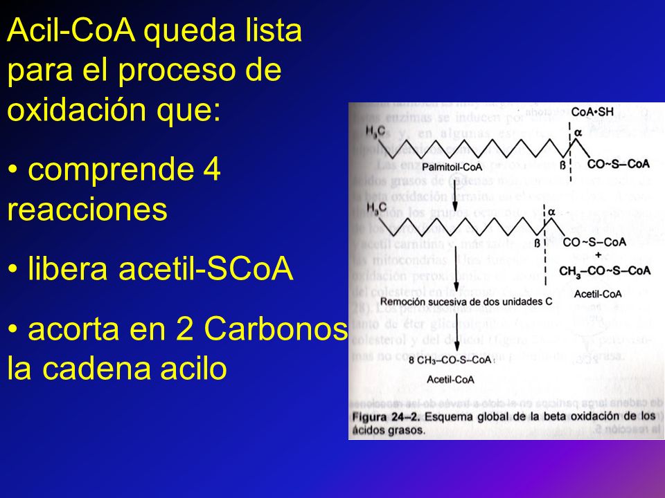 Acil-CoA queda lista para el proceso de oxidación que: