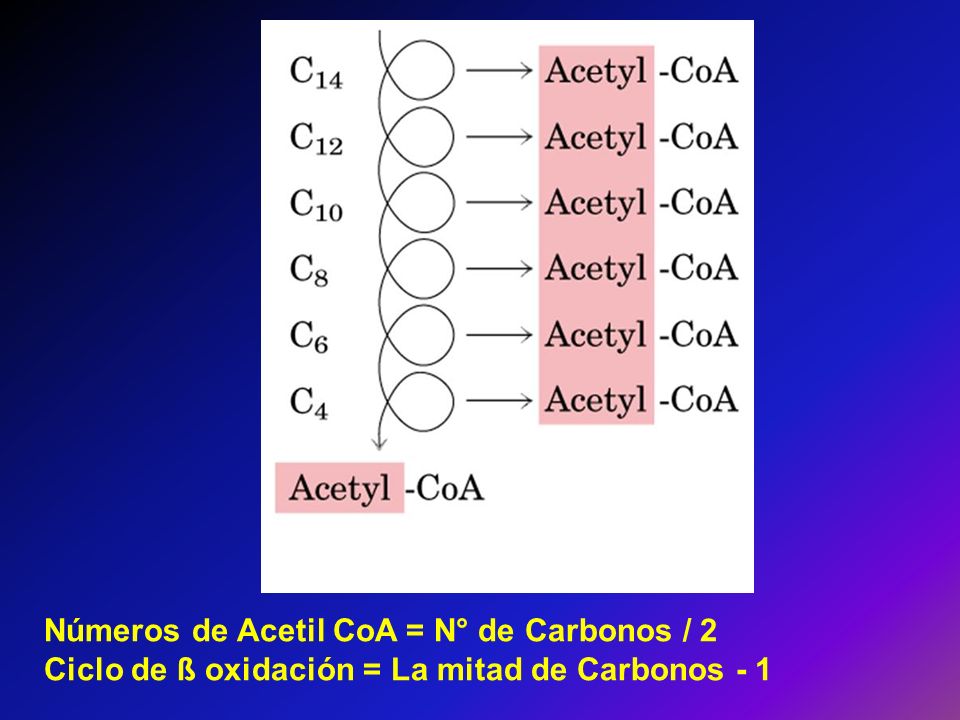 Números de Acetil CoA = N° de Carbonos / 2