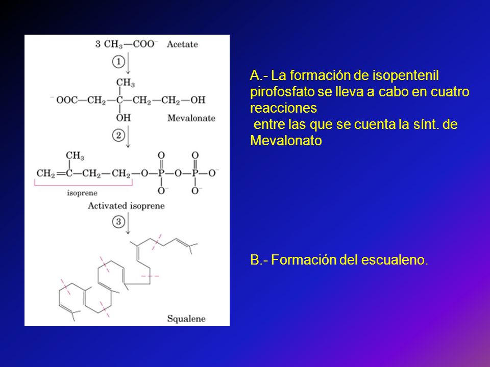 A.- La formación de isopentenil pirofosfato se lleva a cabo en cuatro reacciones
