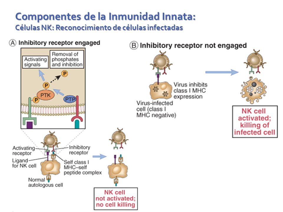 Componentes de la Inmunidad Innata: