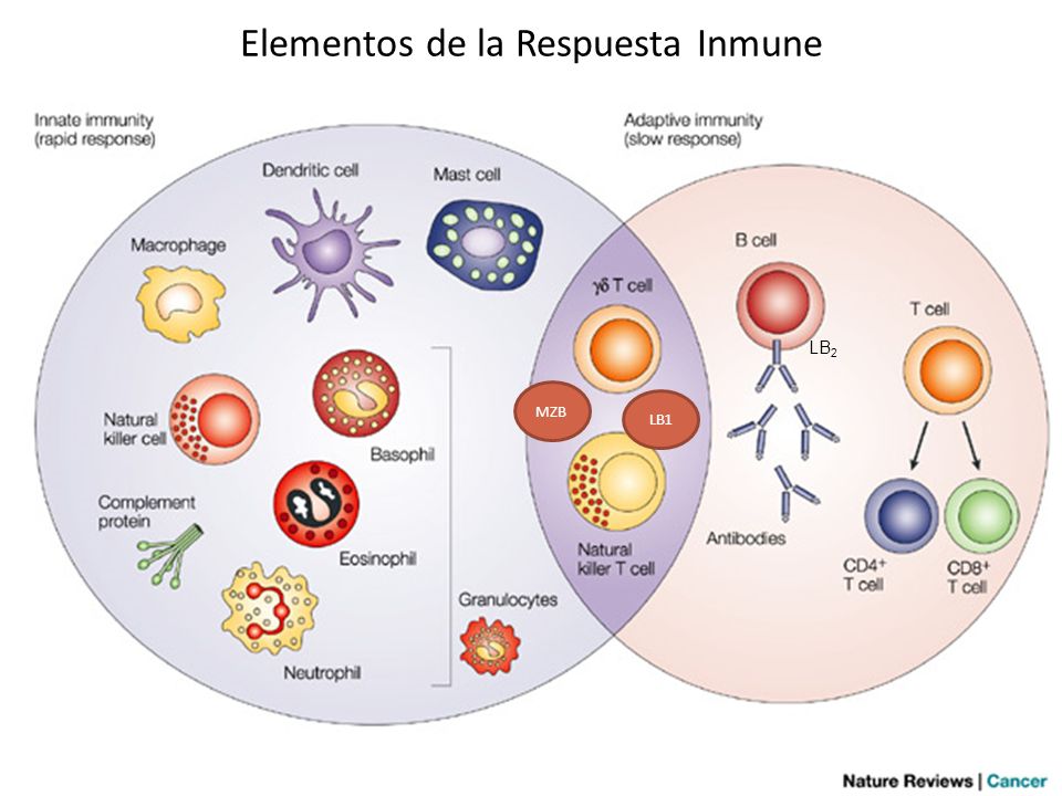 Elementos de la Respuesta Inmune