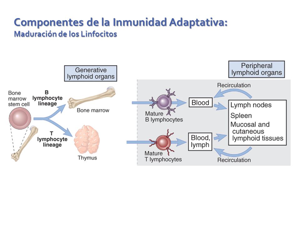 Componentes de la Inmunidad Adaptativa: