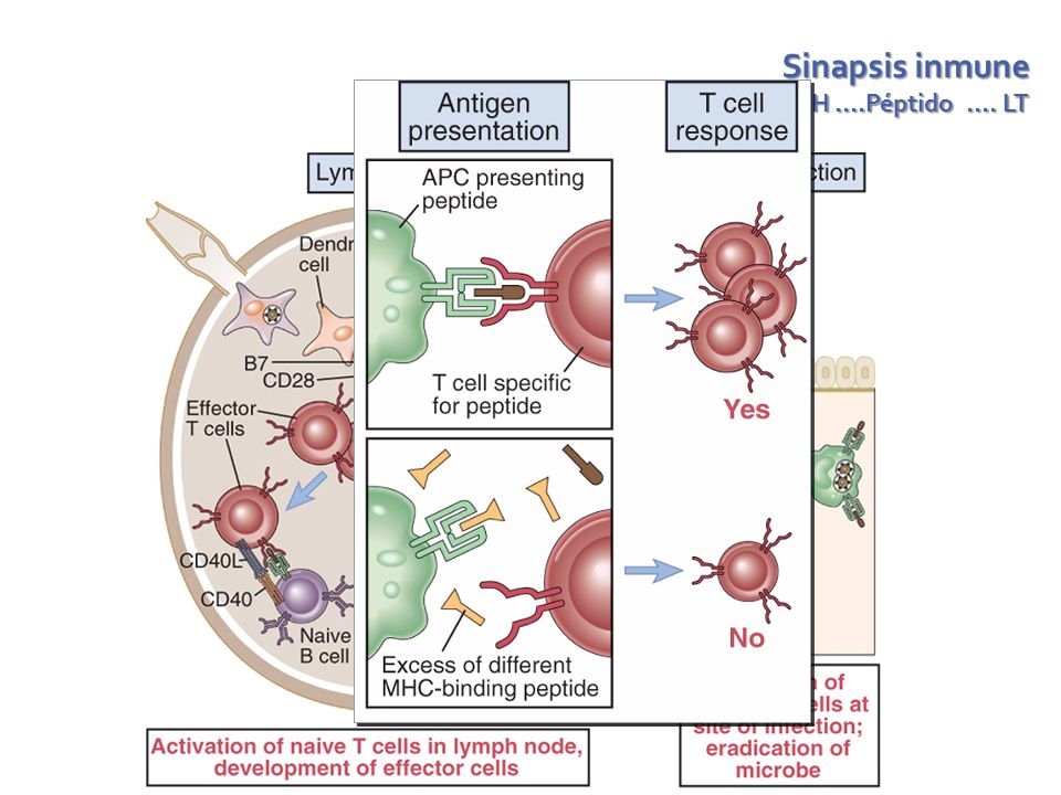 Sinapsis inmune APC – MCH ….Péptido …. LT
