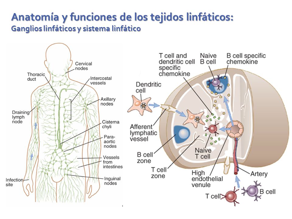 Anatomía y funciones de los tejidos linfáticos: