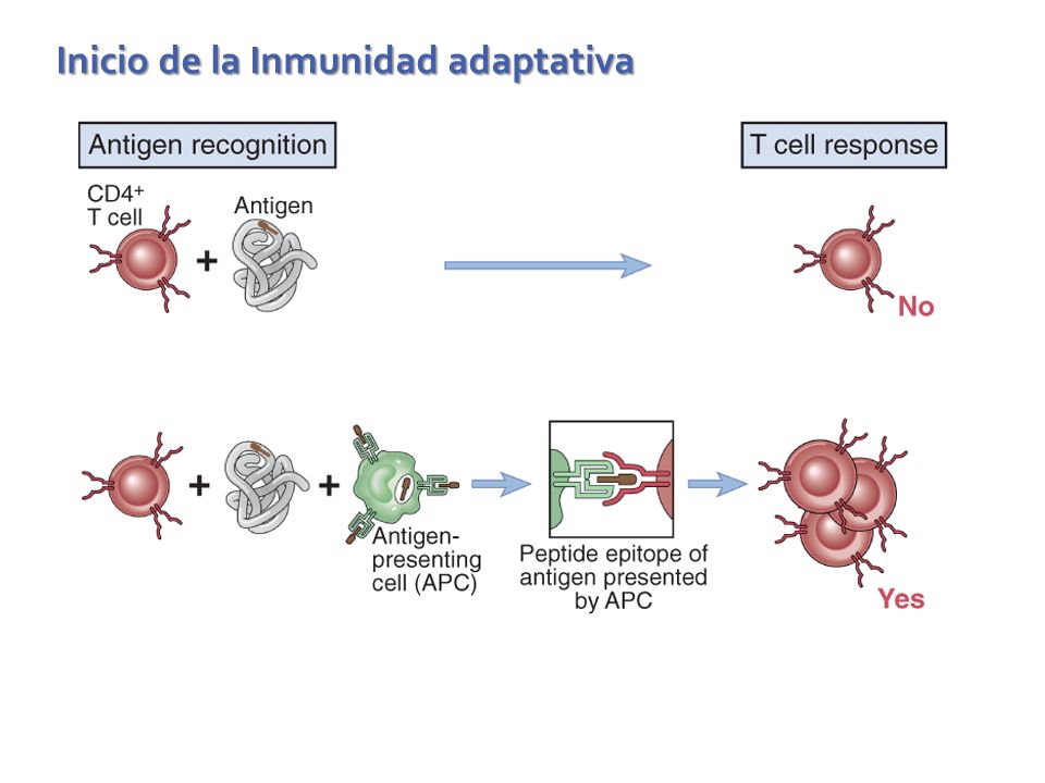 Inicio de la Inmunidad adaptativa