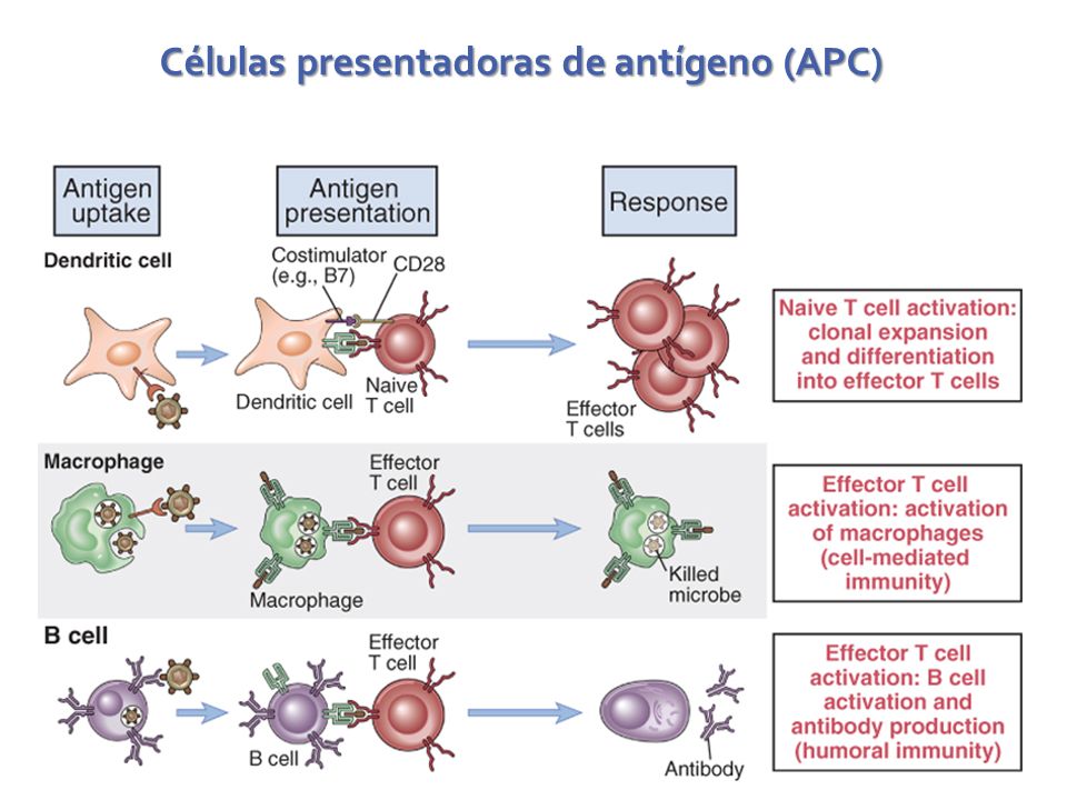 Células presentadoras de antígeno (APC)