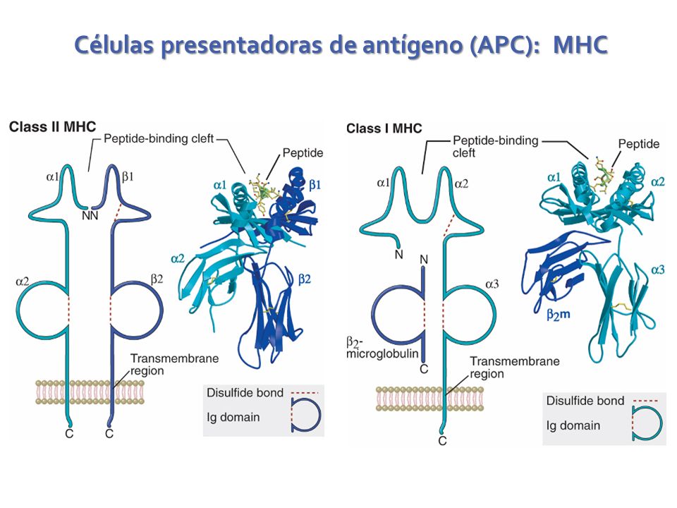 Células presentadoras de antígeno (APC): MHC